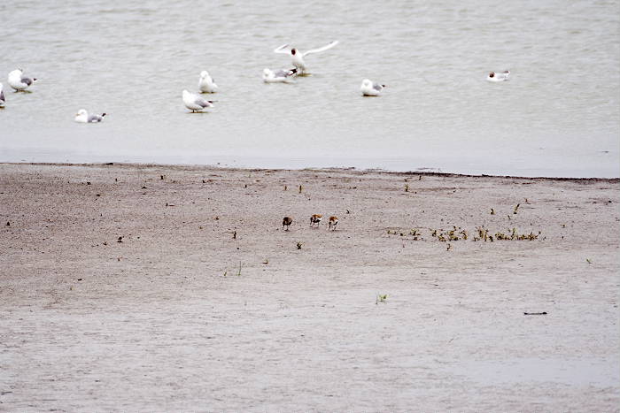 Lokation: Ostfriesland, Pilsum Kategorien: Vögel, Datum: 22.07.2005