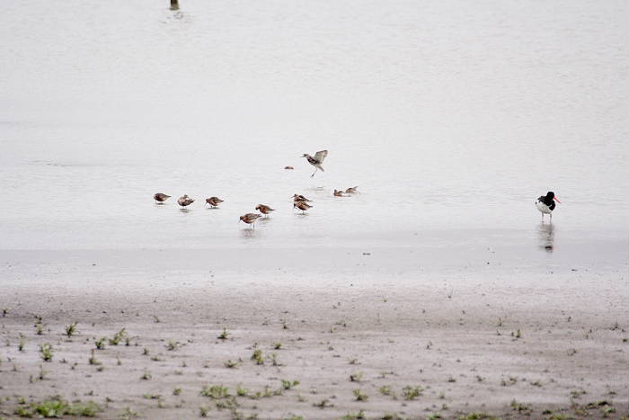 Lokation: Ostfriesland, Pilsum Kategorien: Vögel, Datum: 22.07.2005