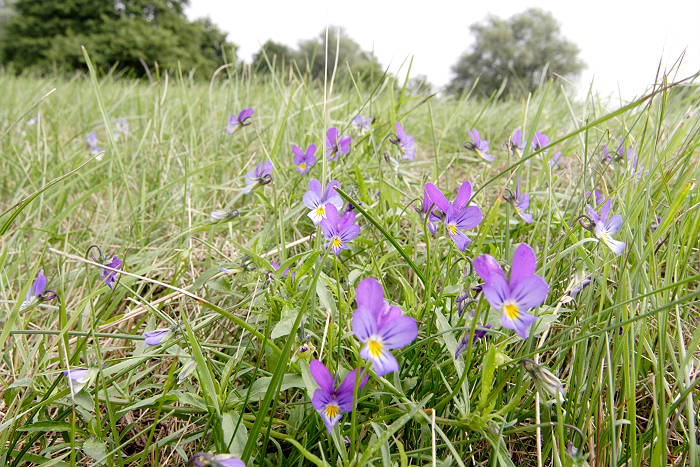 Lokation: Niedersachsen, Borkener Paradies Kategorien: Vegetation, Datum: 24.07.2005