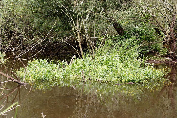 Lokation: Niedersachsen, Borkener Paradies Kategorien: Habitus, Datum: 24.07.2005