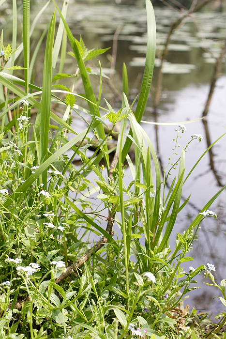 Lokation: Niedersachsen, Borkener Paradies Kategorien: Habitus, Datum: 24.07.2005
