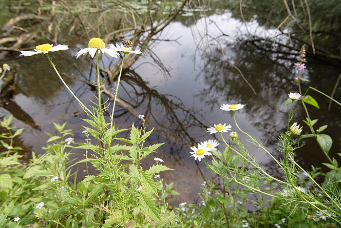 Lokation: Niedersachsen, Borkener Paradies Kategorien: Habitus, Datum: 24.07.2005