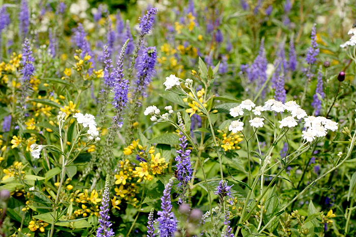 Lokation: Niedersachsen, Borkener Paradies Kategorien: Habitus, Datum: 24.07.2005
