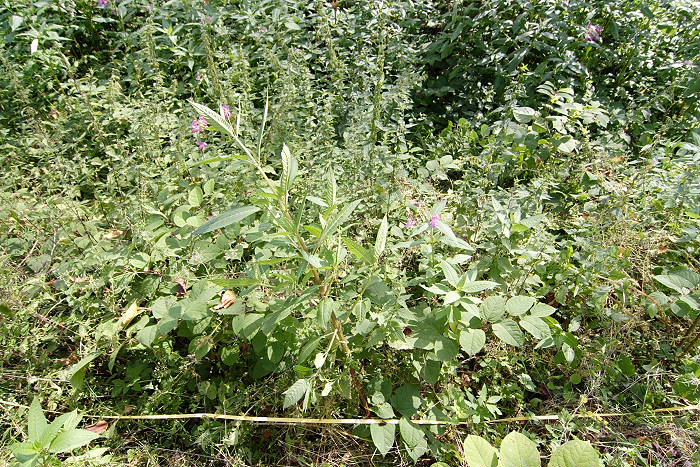 Kategorien: Dauerquadrat, Datum: 27.07.2005