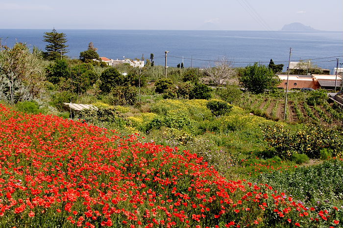 Lokation: Sizilien, Salina Kategorien: Landwirtschaft, Datum: 20.04.2006