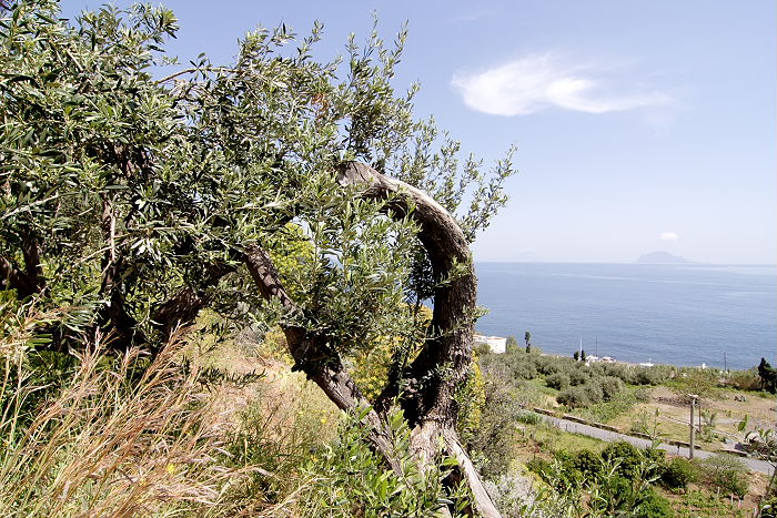 Lokation: Sizilien, Salina Kategorien: Landwirtschaft, Datum: 20.04.2006