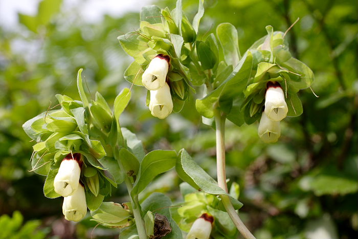 Lokation: Sizilien, Santamargherita Kategorien: Habitus, Datum: 21.04.2006