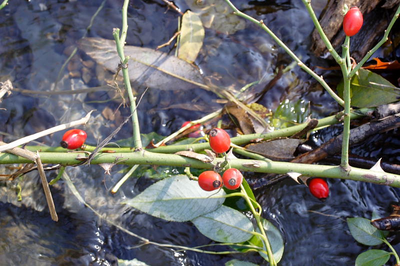 Kategorien: Datum: 07.10.2007