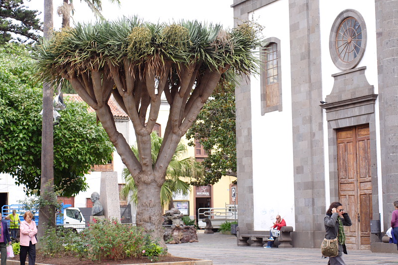 La Laguna, Lokation: Spanien | Canarias | La Laguna | La Laguna Kategorien: Datum: 28.11.2007