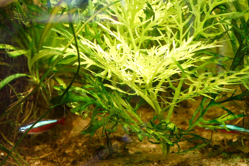 Kategorien: Datum: 17.05.2008