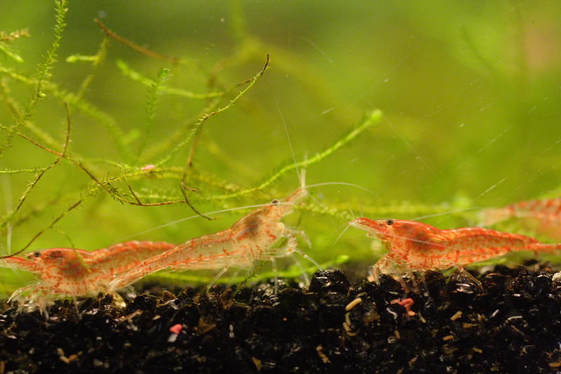 Kategorien: Datum: 28.05.2008