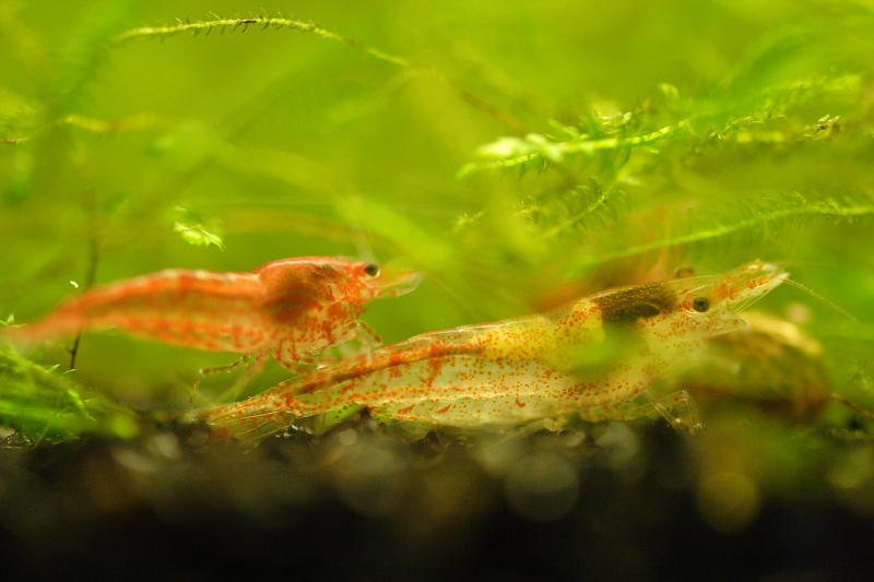 Kategorien: Datum: 28.05.2008