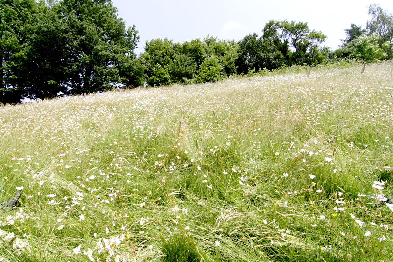 Kategorien: Datum: 08.06.2008