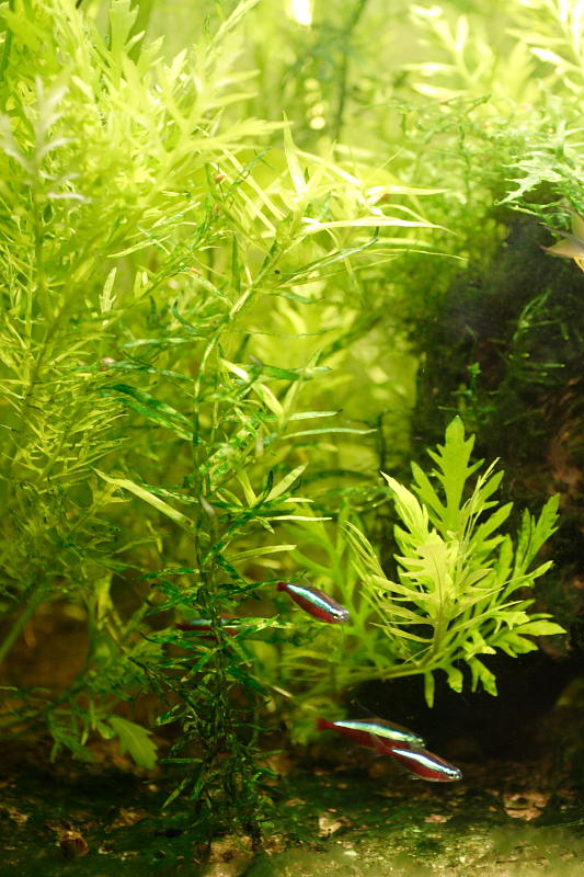 Kategorien: Datum: 09.06.2008