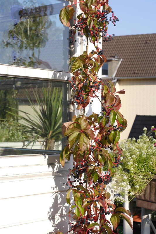 Kategorien: Datum: 14.09.2008