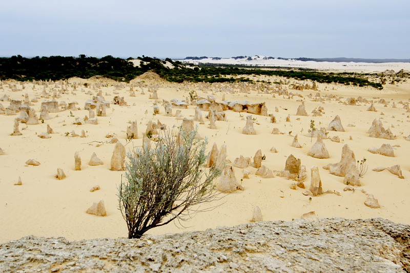Pinnacles, Lokation: Australien | Western Australia | Cervantes | Cervantes Kategorien: Datum: 22.10.2008