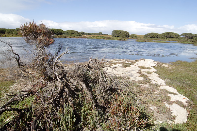 Lokation: Australien | Rottnest Island Kategorien: Datum: 25.10.2008