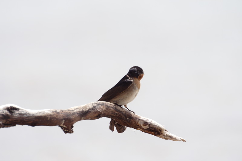 Lokation: Australien | Rottnest Island Kategorien: Datum: 25.10.2008
