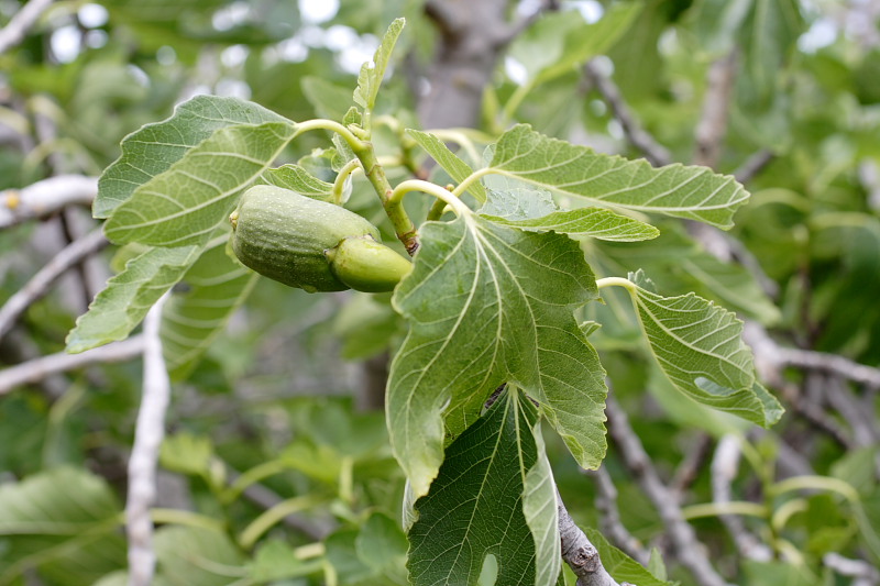 Lokation: Australien | Rottnest Island Kategorien: Datum: 25.10.2008