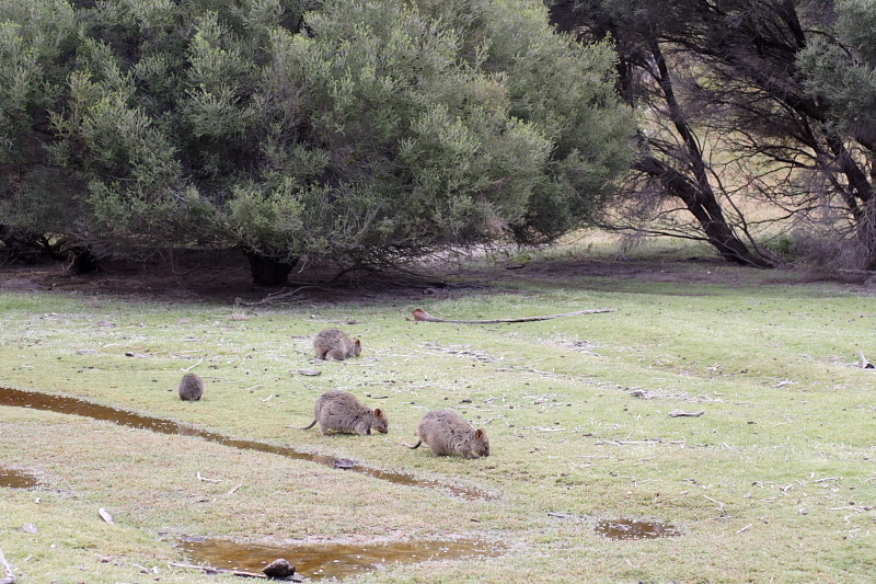 Lokation: Australien | Rottnest Island Kategorien: Datum: 25.10.2008