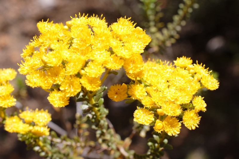 Verticordia serrata var. serrata, Lokation: Australien | Western Australia | Brookton | Brookton Kategorien: Familie: Myrtaceae (Myrtengewächse ), Datum: 26.10.2008