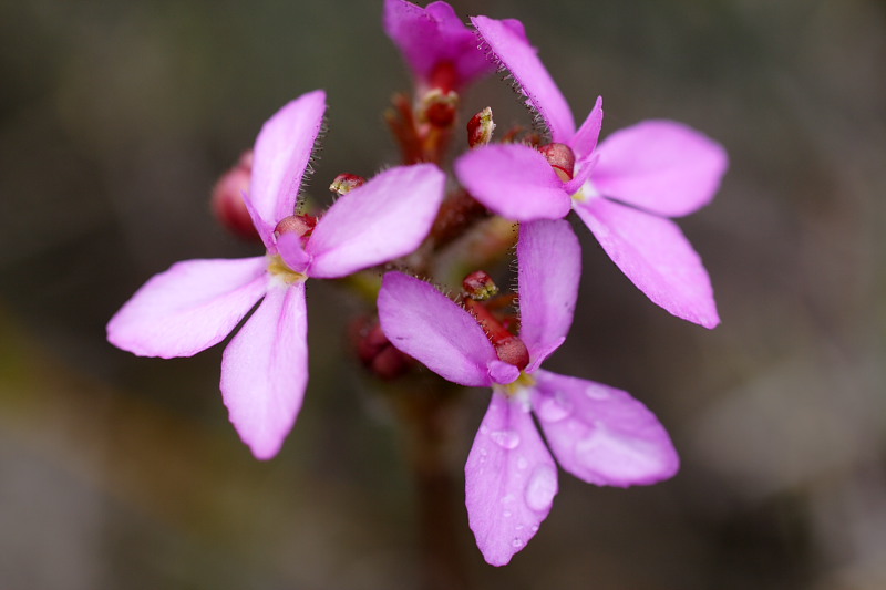 Stylidium spec., Lokation: Australien | Western Australia | Woogenellup | Woogenellup Kategorien: Familie: Stylidiaceae (Säulenblumengewächse), Datum: 28.10.2008