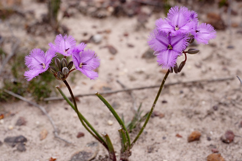 Thysanotus spec., Lokation: Australien | Western Australia | Amelup | Borden Kategorien: Familie: Asparagaceae (Spargelgewächse ), Datum: 28.10.2008