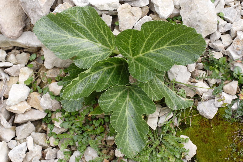 Pastinaca lucida, Lokation: Spanien | Baleares | Bon Aire | Formentor Kategorien: Familie: Apiaceae (Doldenblütler ), Datum: 29.03.2009