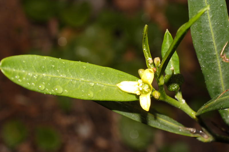 Cneorum tricoccon, Lokation: Spanien | Baleares | Biniaraix | Biniaraix Kategorien: Familie: Rutaceae (Rautengewächse ), Datum: 30.03.2009