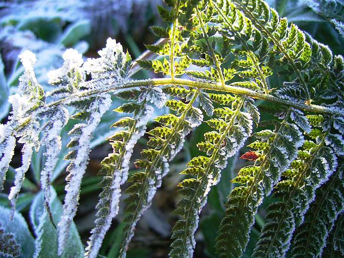 Lokation: Zuhause Kategorien: Winter, Datum: 21.12.2004