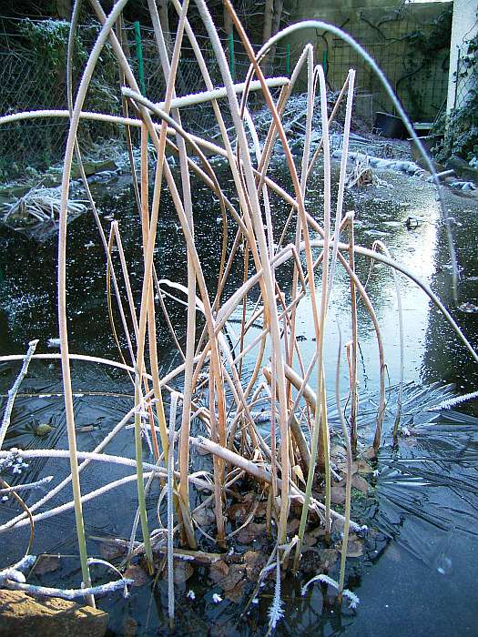 Lokation: Zuhause Kategorien: Winter, Datum: 21.12.2004