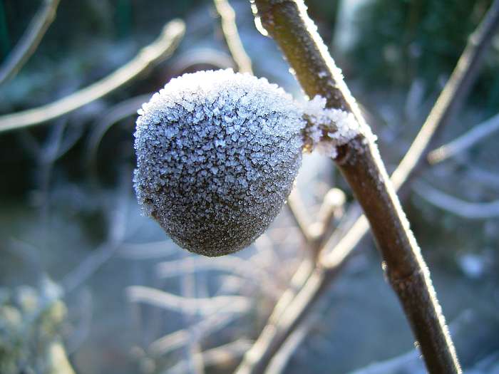 Lokation: Zuhause Kategorien: Winter, Datum: 21.12.2004