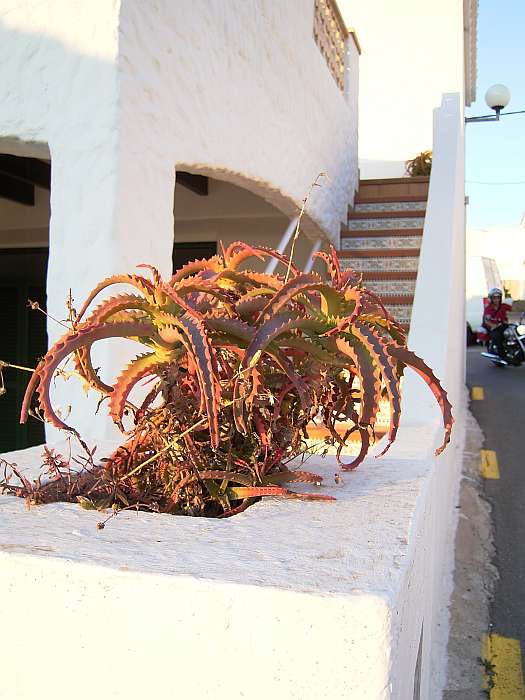 Lokation: Menorca Kategorien: Dorf, Datum: 25.06.2004