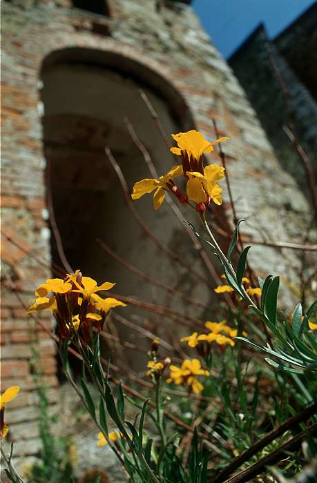 Lokation: Italien, Burg Fosini Kategorien: Einzelpflanzen, Datum: 30.03.2002