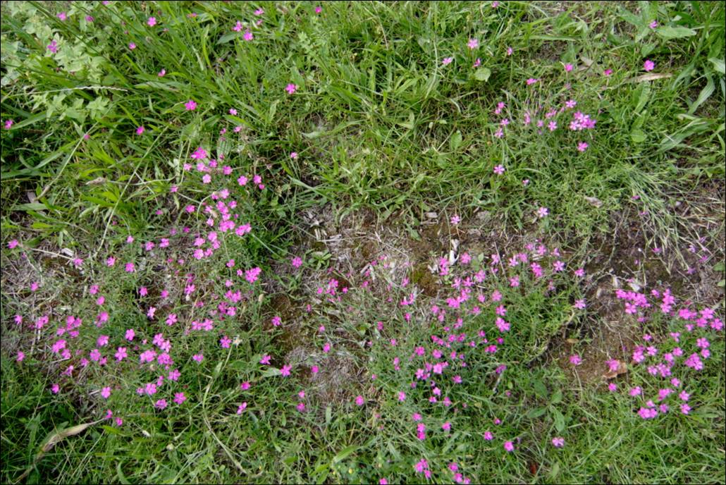 Heidenelke Heidenelke