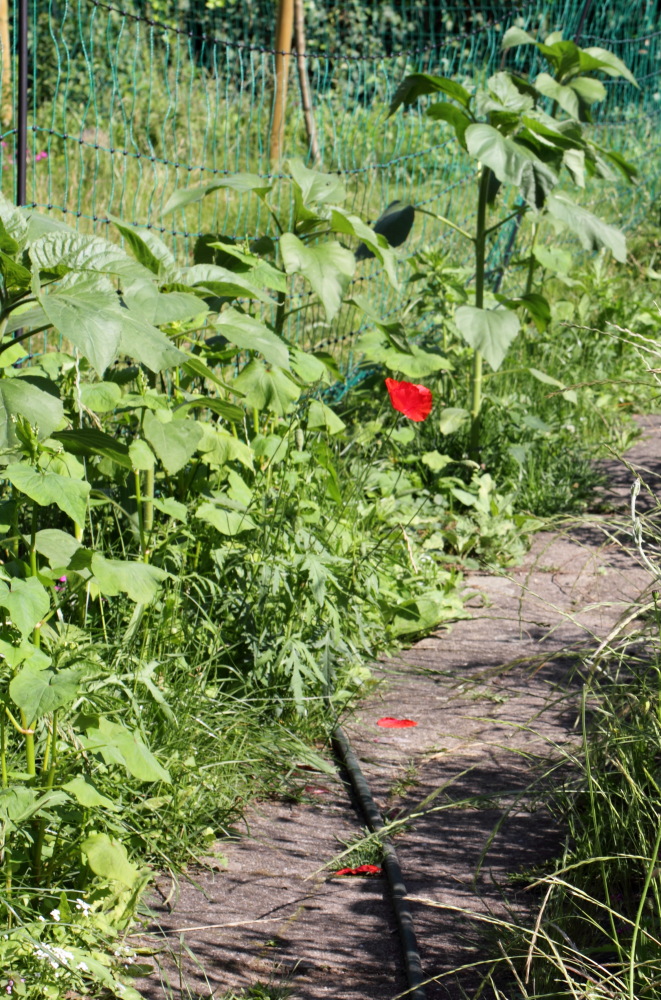 Gehweg nach Plattenentfernung