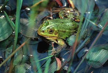 Wasserfrosch mit Potamogeton polygonifolius, Lokation: Wahner Heide Tümpel bei Furt Kategorien: Vegetation, Amphibien, Datum: 14.06.2001