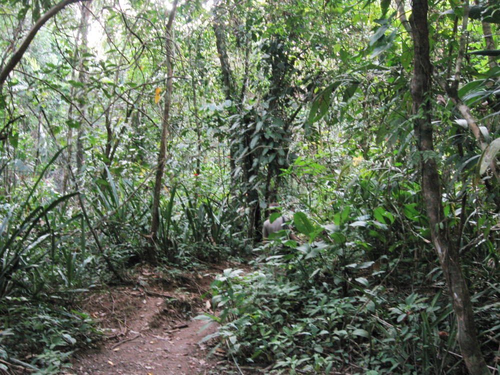 Lokation: Costa Rica | Puntarenas | Sirena | Kategorien: Wald, Datum: 31.01.2010