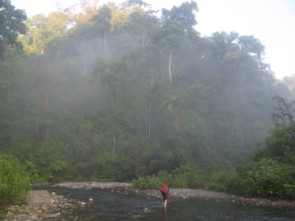 Lokation: Costa Rica | Puntarenas | Sirena | Kategorien: Vegetation, Nebel, Datum: 02.02.2010