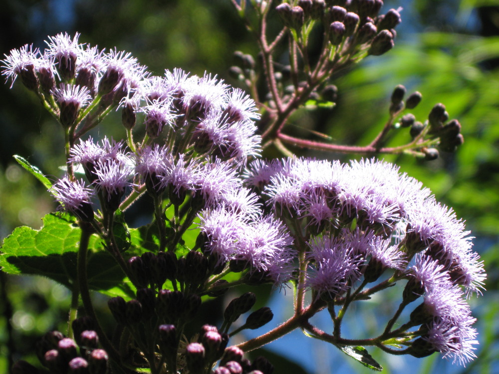 Ageratina subcordata, Kategorien: Blüte, Familie: Asteraceae (Korbblütler ), Datum: 03.02.2010