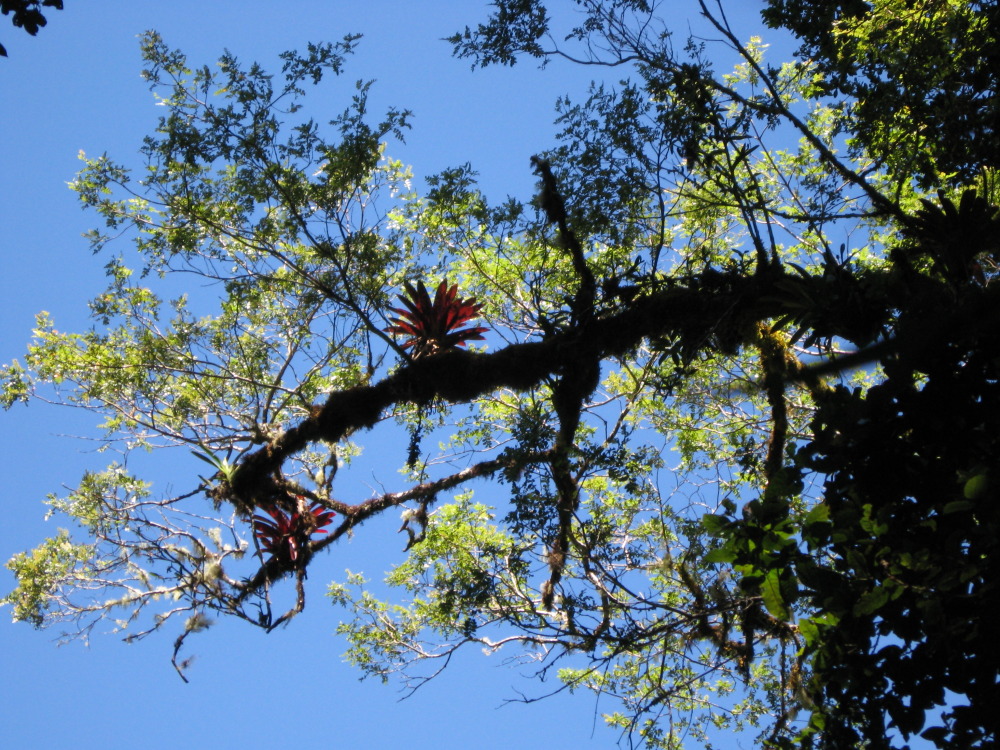 Kategorien: Vegetation, Baum, Datum: 03.02.2010
