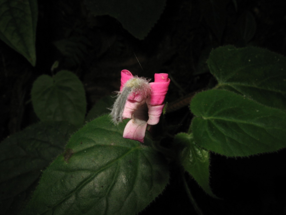 Lokation: Costa Rica | San José | Providencia | Kategorien: Blüte, Datum: 04.02.2010