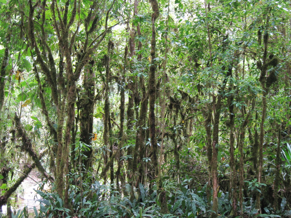 Lokation: Costa Rica | San José | Providencia | Kategorien: Wald, Datum: 04.02.2010