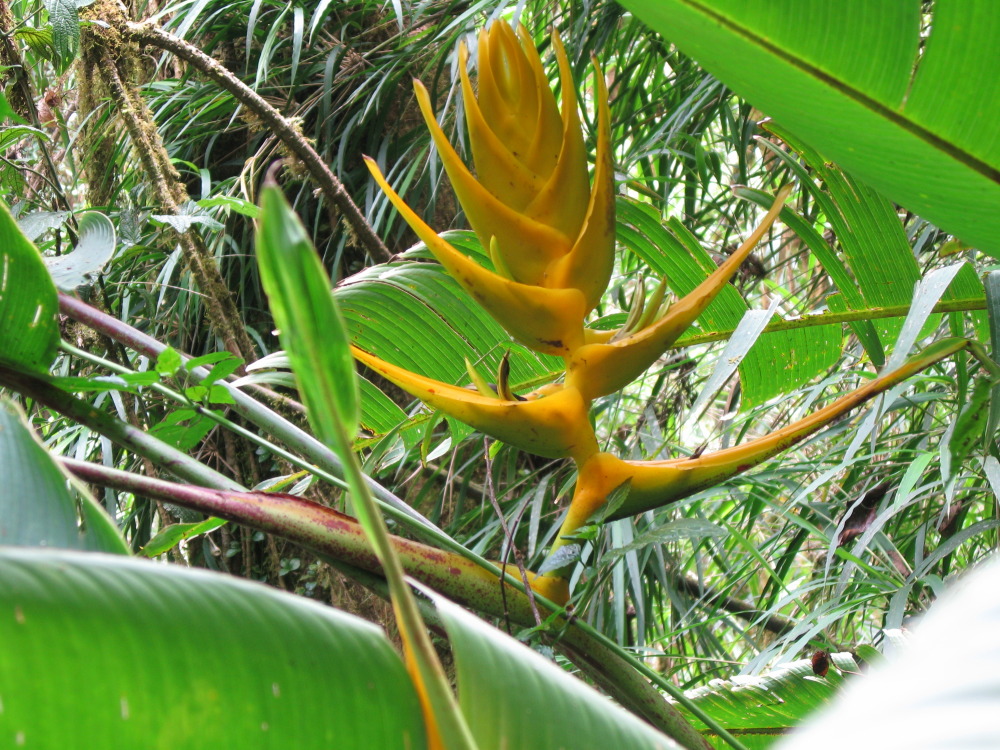 Lokation: Costa Rica | San José | Providencia | Kategorien: Früchte, Datum: 04.02.2010