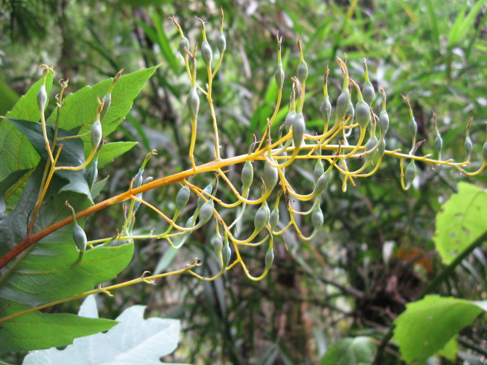 Lokation: Costa Rica | San José | Providencia | Kategorien: Früchte, Datum: 04.02.2010