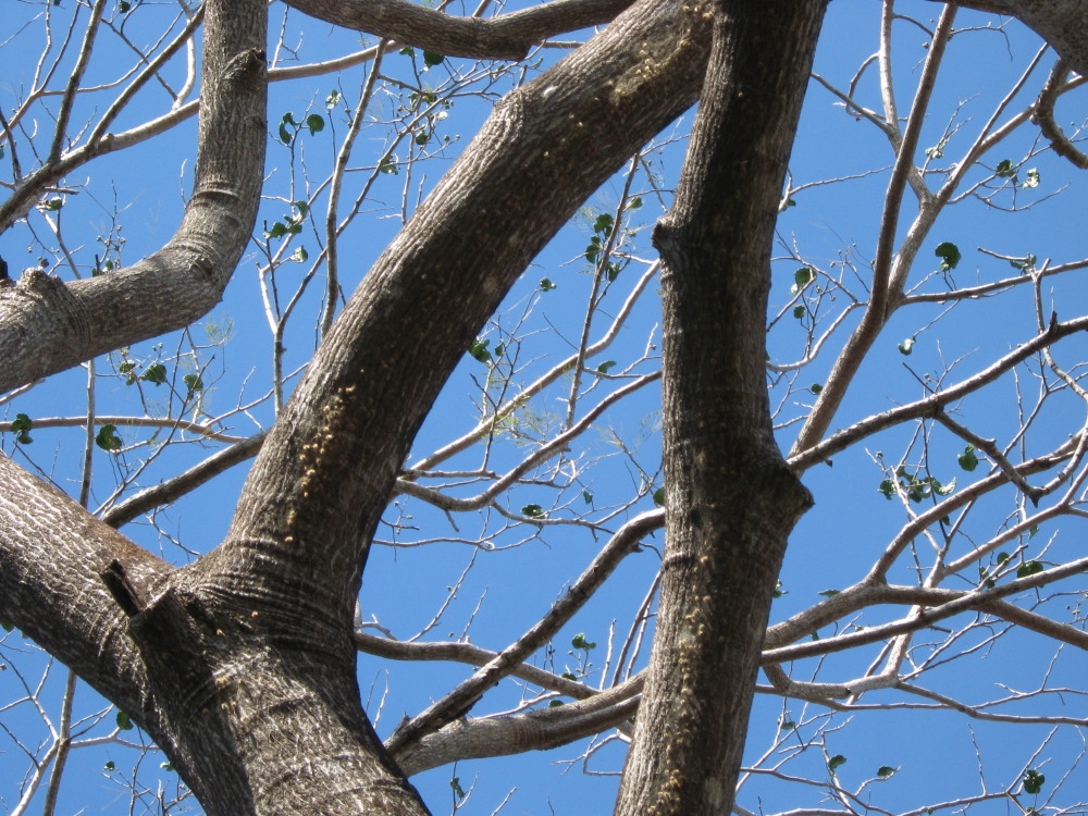 Lokation: Costa Rica | Guanacaste | Santa Rosa | Kategorien: Baum, Datum: 06.02.2010