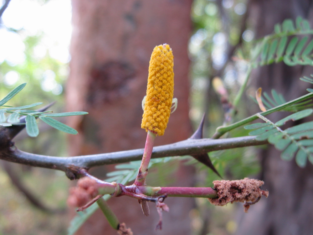 Lokation: Costa Rica | Guanacaste | Santa Rosa | Kategorien: Blüte, Datum: 06.02.2010