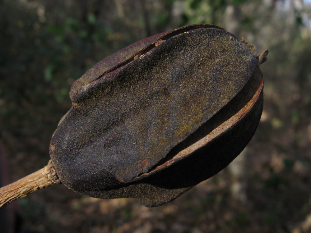 Lokation: Costa Rica | Guanacaste | Santa Rosa | Kategorien: Früchte, Datum: 06.02.2010