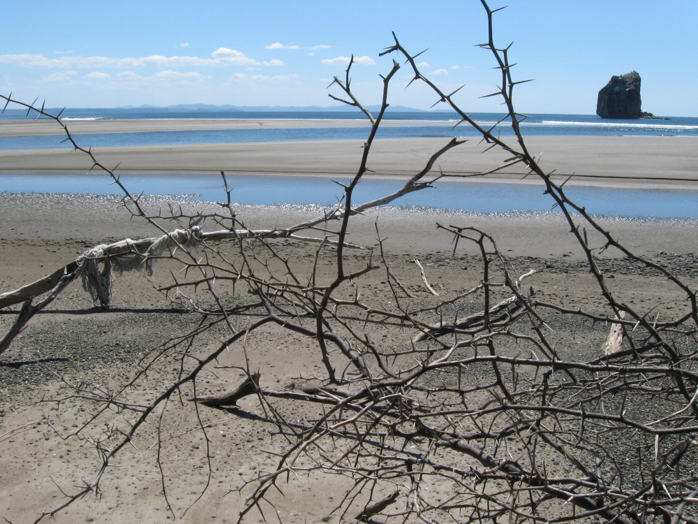 Lokation: Costa Rica | Guanacaste | Guanacaste | Kategorien: Strand, Datum: 07.02.2010