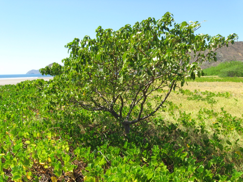Lokation: Costa Rica | Guanacaste | Guanacaste | Kategorien: Strand, Datum: 07.02.2010